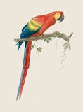 Aca Aracanga Premium Giclee Print by Jacques Barraband