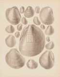 Conchology V Pósters por A. Poiteau