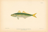 Decapterus Punctatus Scad Giclee-tryk i høj kvalitet af A. Poiteau