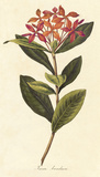 Ixora Banduca Premium Giclee Print by A. Poiteau