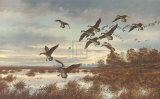 Coming In, Canada Geese Print by David A Maass