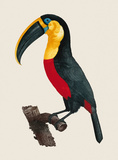Le Grand Toucan Premium Giclee Print by Jacques Barraband