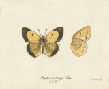 Papilio Edusa Giclee-tryk i høj kvalitet af A. Poiteau