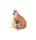 The Fox Art by Cecil Aldin