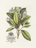 The Earl Of Halifax Botanical Pósters por Georg Ehret