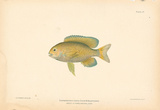 Eupomacentrus Fuscus Premium Giclee Print by A. Poiteau