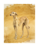 Whippet Study Affiches par Susan Crawford