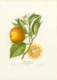 Oranger Franc Láminas por A. Poiteau