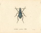 Carabus Cyaneus Láminas por A. Poiteau
