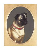 Head Of A Pug Premium Giclee Print by James Ricks