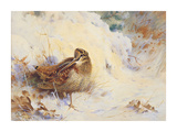 Woodcock in the Snow Premium Giclee Print by Archibald Thorburn