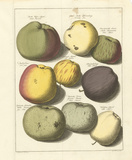 Orchard Apples I Giclee-tryk i høj kvalitet af A. Poiteau
