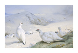 Ptarmigan in Winter Reproduction procédé giclée Premium par Archibald Thorburn