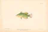 Doratonotus Decoris Giclee-tryk i høj kvalitet af A. Poiteau