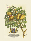 The Prince Saxegotha Botanical Premium Giclee Print by Georg Ehret