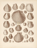 Conchología II Láminas por A. Poiteau