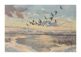 Greylag On The Loch Print by Hugh Monahan