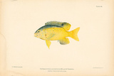 Eupomacentrus Leucostictus Póster por A. Poiteau