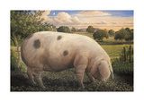 Gloucester Old Spot Premium Giclee Print by James Lynch