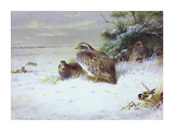 Partridges and Goldfinches in Winter Premium Giclee Print by Archibald Thorburn
