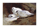 Ptarmigan in Winter Woodland Premium Giclee Print by Archibald Thorburn
