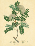 East Indian Plants VI Premium Giclee Print by Nathaniel Wallich