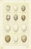 Oology II Affiches par A. Poiteau