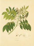 East Indian Plants II Premium Giclee Print by Nathaniel Wallich