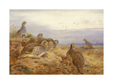 English Partridges Premium Giclee Print by Archibald Thorburn