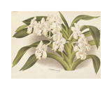 Hothouse Orchids I Premium Giclee Print by A. Poiteau