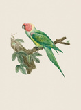 Le Petit Ara Premium Giclee Print by Jacques Barraband