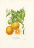 Oranger Portugais Pósters por A. Poiteau
