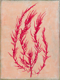 Coral Island III Premium Giclee Print by Maria Mendez