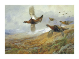 Grouse in Flight Láminas por Archibald Thorburn Grouse in Flight Láminas por Archibald Thorburn