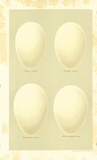 Oology VII Affiches par A. Poiteau
