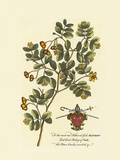 The Archbishop Of York Botanical Premium Giclee Print by Georg Ehret