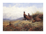 A Group of Red Grouse Premium Giclee Print by Archibald Thorburn