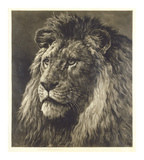 Lion Prints by Herbert Dicksee