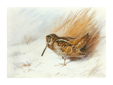 A Woodcock Among Reeds Premium Giclee Print by Archibald Thorburn