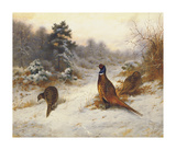 Cock and Hen Pheasants in Winter Premium Giclee Print by Archibald Thorburn