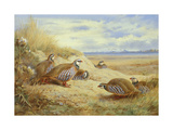 French Partridges Premium Giclee Print by Archibald Thorburn