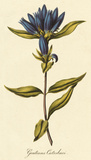 Gentiana Catesbaci Giclee-tryk i høj kvalitet af A. Poiteau