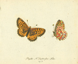 Papilio Euphrosyne Láminas por A. Poiteau