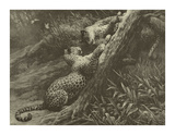 Play Prints by Herbert Dicksee
