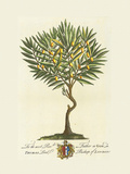 The Lord Bishop Of London Botanical Premium Giclee Print by Georg Ehret