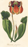 Saracenia Purpurca Premium Giclee Print by A. Poiteau