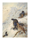 Cock and Hen Black Grouse Reproduction procédé giclée Premium par Archibald Thorburn