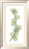Eucalyptus Poster par Acee 