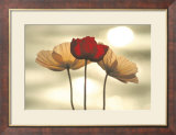 Icelandic Poppies Prints by Yoshizo Kawasaki