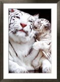 Tigre Affiche